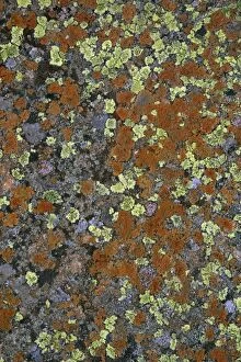 USH-2127 Lichen mosaic on boulder / stone - Cow Green Reservoir