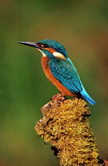 USH-222 KINGFISHER - perched on moss covered tree stump