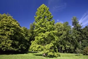 USH-2366 Swamp / Bald CYPRESS Tree - standing in park