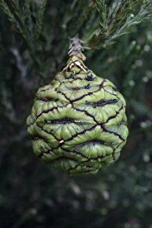 USH-2369 Giant SEQUOIA / Wellingtonia / Sierra Redwood Tree - unripened fruit or cone