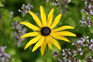 USH-2374 Black-eyed Susan - flower in garden