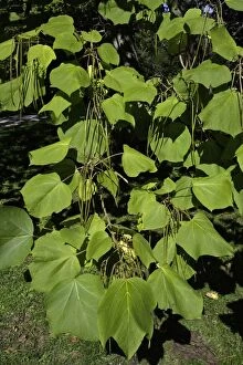 USH-2419 Indian Bean Tree - showing leaves and ripening bean pods