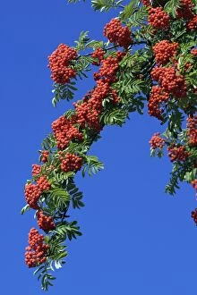 USH-2427 Mountain Ash or Rowan Tree - ripe berries on tree in autumn