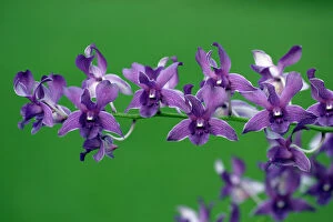 USH-2431 Hybrid Orchid - blossom, arboreal type