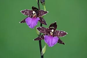 USH-2435 Hybrid Orchid - blossom, arboreal type