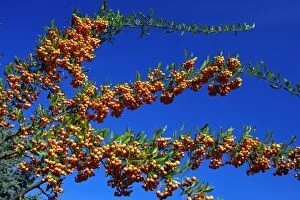 USH-2439 Firethorn - bush wth ripened berries in autumn