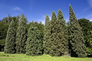 USH-2461 Giant SEQUOIA / Wellingtonia / Sierra Redwood - row of mature trees in park