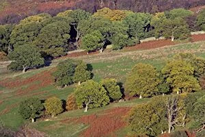 USH-2502 English Oak Trees - on moorland edge, in autumn
