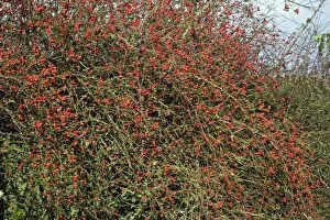 USH-2599 Rose Hips - fruits of Dog Rose in hedgerow, autumn