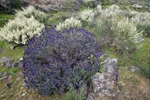 USH-2884 French Lavender and White Broom (Lygos raetam)