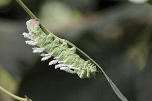 USH-3049 Atlas Moth - caterpillar