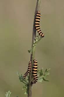 USH-3061 Cinnabar Moth - caterpillars feeding on foodplant Ragwort