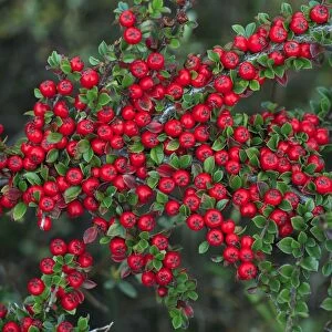 USH-3295-M-C Cotoneaster - ripe berries in autmn, garden escape