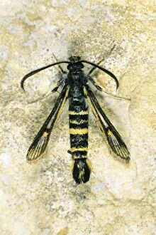 USH-3651 Currant Clearwing - resting on stone