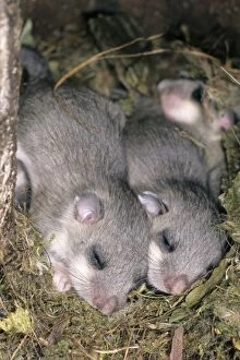 USH-3656 Fat / Edible Dormouse - 2 young animals asleep in nest