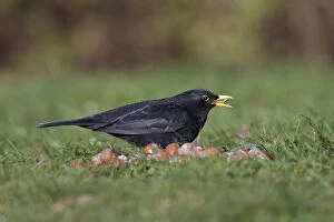 USH-3669 Blackbird - male feeding on bird food in garden, winter