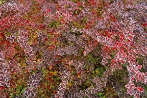 USH-3670 Barberry - Berberis - autumn colour with frost on leaves