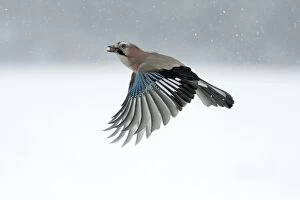 USH-3678 Jay - in flight with food in beak