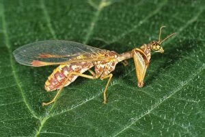 USH-3695 Mantis Fly / Mantis Lacewing - on leaf