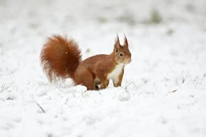 USH-3710 European Red Squirrel - searching for food in snow