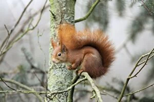 USH-3713 European Red Squirrel - sitting on branch