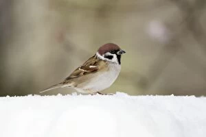 USH-3721 Tree Sparrow - In snow