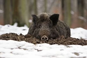 USH-3725 Wild Boar - resting in self-made nest, in snow