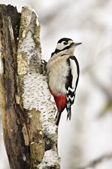 USH-3730 Great Spotted Woodpecker - on birch stem