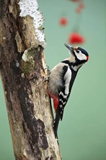 USH-3733 Great Spotted Woodpecker - on birch stem