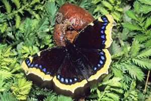 USH-3736 Camberwell Beauty Butterfly - feeding on rotten apple