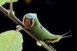 USH-3737 Puss Moth - Caterpillar / Larvae