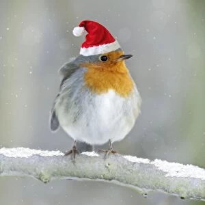 USH-4580-M1 Robin - perched on branch in snow wearing Christmas hat