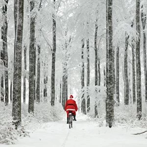 USH-4665-M2-C Father Christmas - on a bicycle - in snow covered avenue of trees