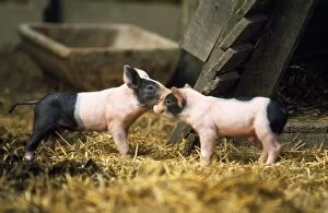 USH-594 Domestic PIG - Haellisches pig, two piglets