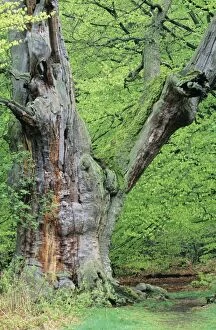 USH-999 Ancient OAK tree - Spring greenery