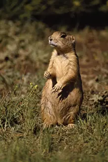 Utah Prairie Dog - alert