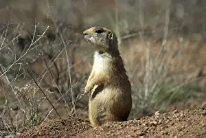 Utah Prairie Dog Sitting up at entrance to its burrow. Bryce Canyon Utah. USA