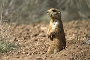 Utah Prairie Dog Sitting up at entrance to its burrow. Bryce Canyon Utah. USA