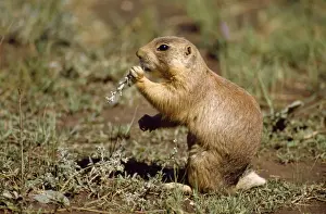 Utah Prarie Dog