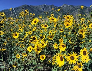 Clear Gallery: Utah. USA. Common sunflower (Helianthus)