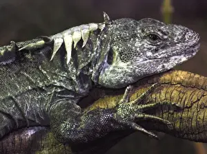 Honduras Prints: Utilan Spiny Tailed Iguana- Utila Island, Honduras, Critically Endangered