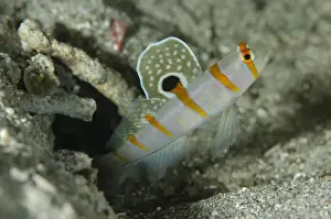 Goby Prints: UW ET 1810 33