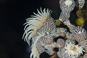 Anemone Prints: UW ET 1810 50