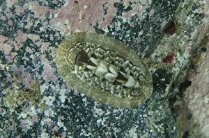Mollusk Prints: UW ET 1811 106