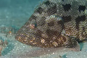 Grouper Prints: UW ET 1812 10