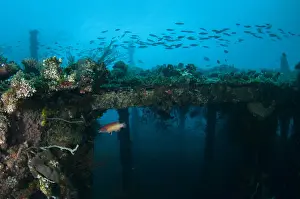Wreck Prints: UW INDO 2020 26