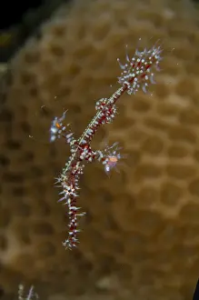 Pipefish Prints: UW INDO 2033 37