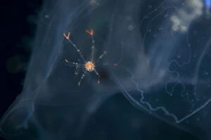 Comb Jelly Collection: UW INDO 2037 16