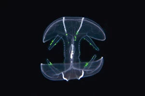 Comb Jelly Collection: UW INDO 2037 27