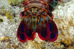 Shrimp Prints: UW INDO 2039 45